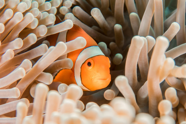 Clownfish-1.jpg