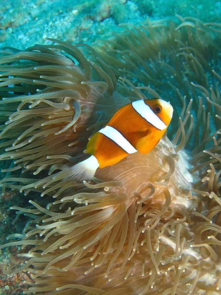 30 different species of clownfish in the Whitsundays