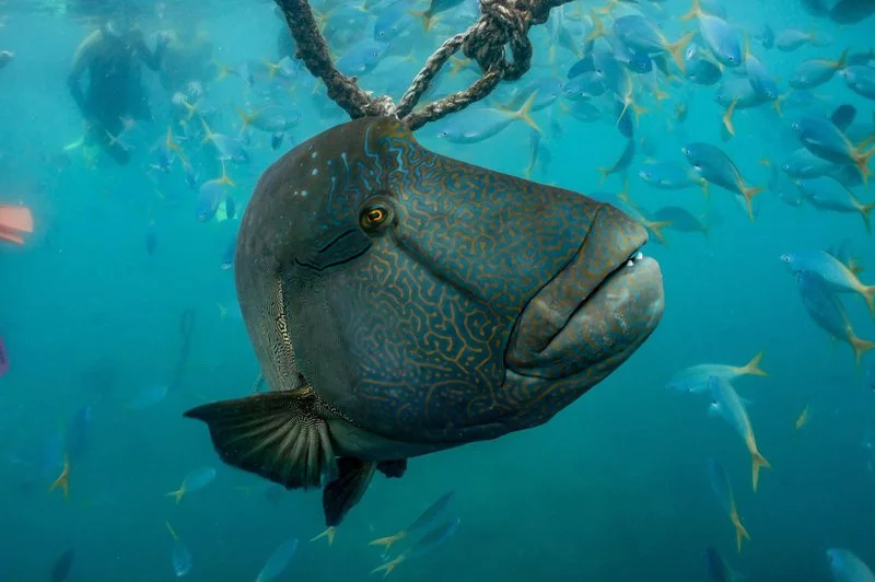 The Maori Wrasse is the biggest fish of the Labridae family