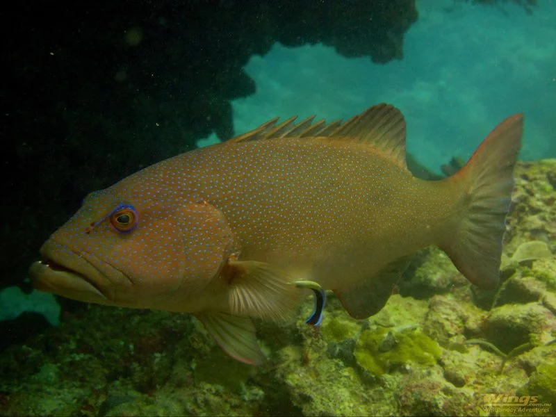 coral-trout-02.width-800.webp