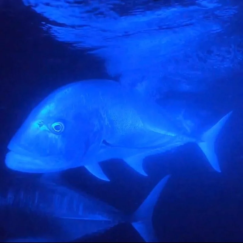 fish-in-blue-light.width-800.webp