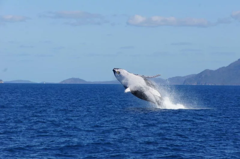 humpback-whale-breaching.width-800.webp