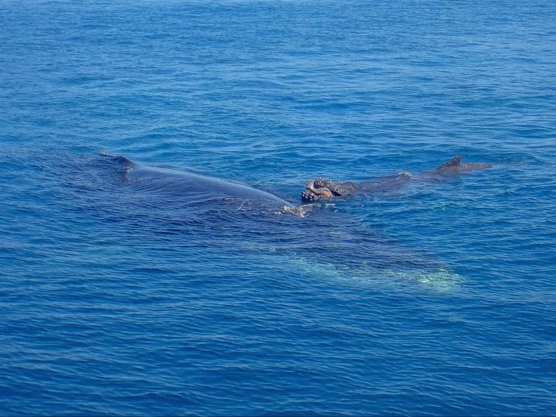 humpback-whale-resting.width-800.webp