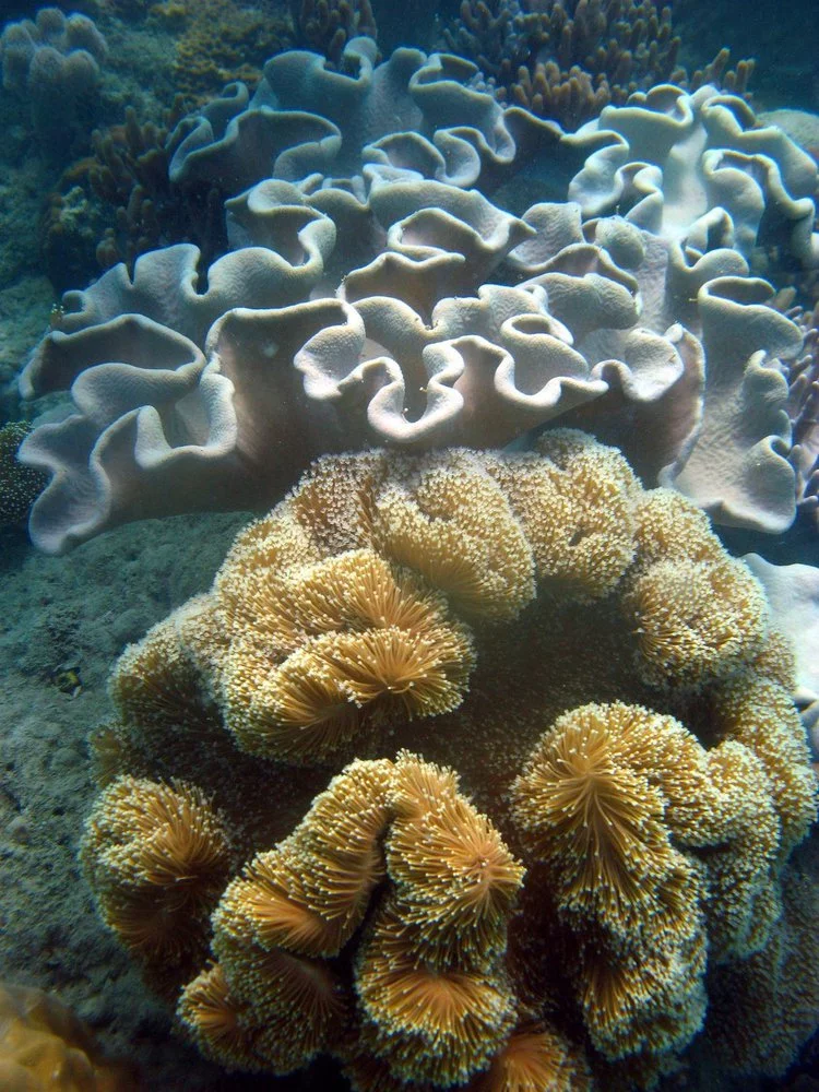 the Whitsundays corals