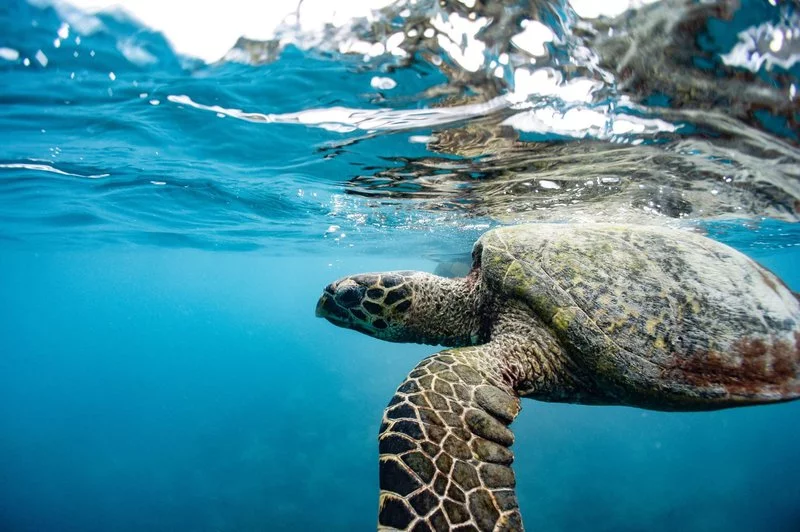 Sea Turtles With Wings