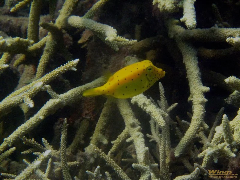 yellow-boxfish-01.width-800.webp